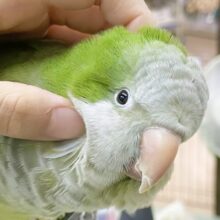 最新画像あり⭐️動画あり⭐️モフモフ界の頂点💚オキナインコ（グリーン）