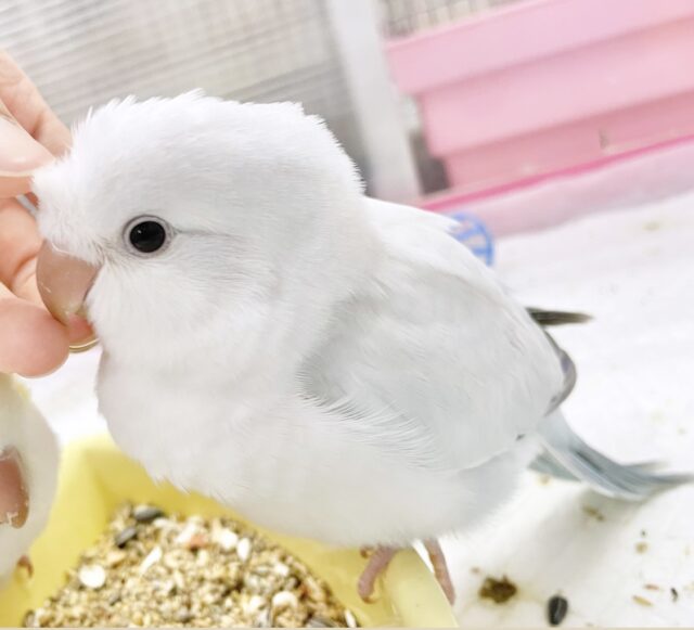 最新画像あり⭐︎癒しのほんわか優しブルー🛁オキナインコ（ブルーパリドオパーリン）