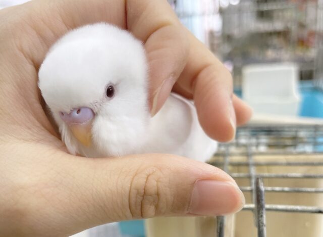 最新画像あり⭐️雪だるまちゃん⛄️セキセイインコ（アルビノ）