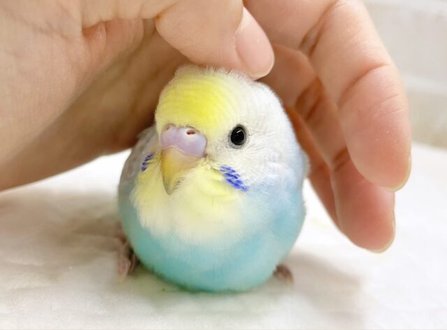 最新画像あり⭐️キラキラおめめ✨セキセイインコ（パステルレインボー）