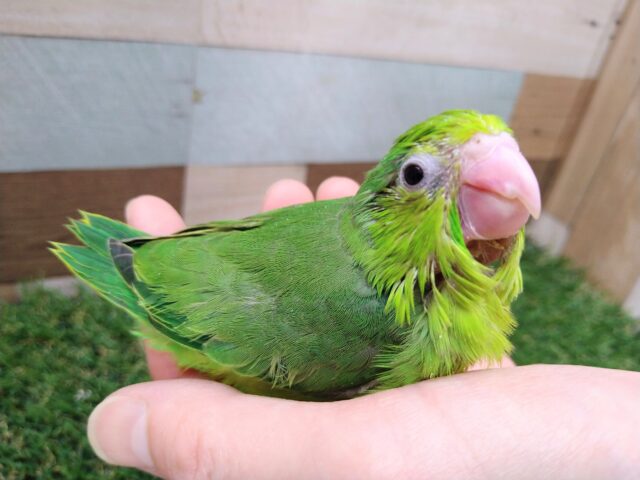 元気ハツラツ！！鮮やかグリーンなマメルリハ女の子