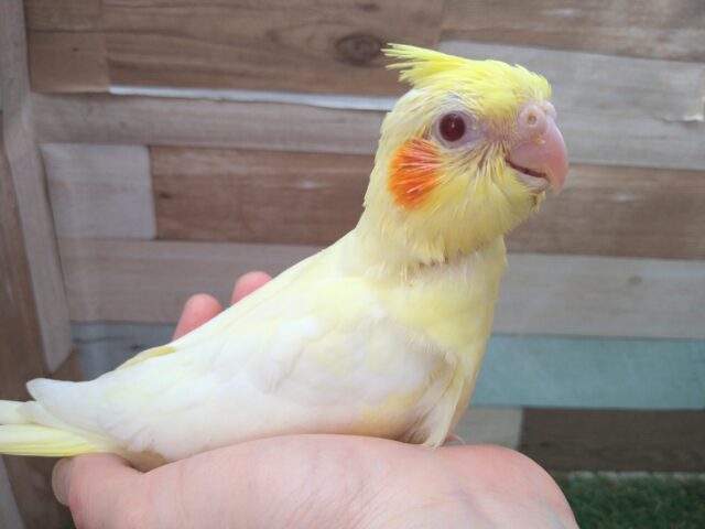 オカメインコと言えば！ルチノーオカメちゃんやって来ました〜