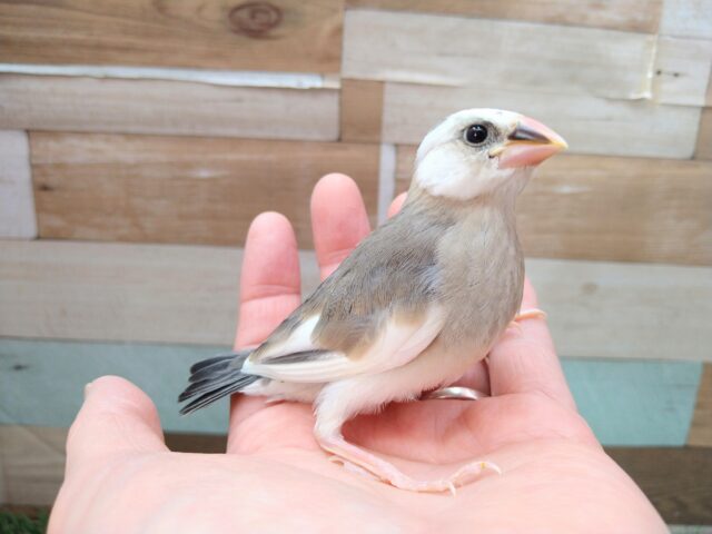 個性が溢れてます！桜文鳥さん来ました〜