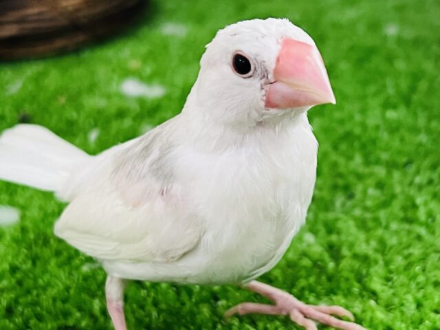 なれなれ♡✨白文鳥❤️