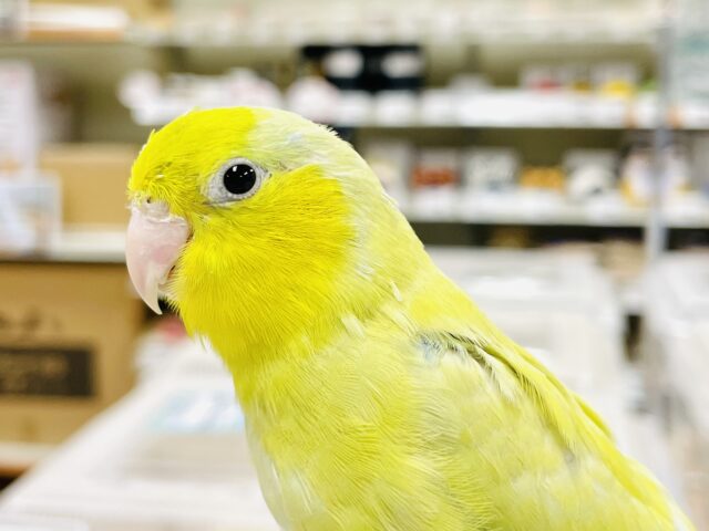 【最新画像】表情豊かなちっちゃいマメたん✨マメルリハ（アメリカンイエロー）男の子