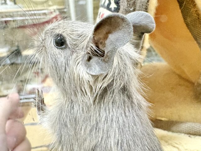 可愛いお顔💕のわんぱくボーイ❣️デグー(ブルー)(男の子)