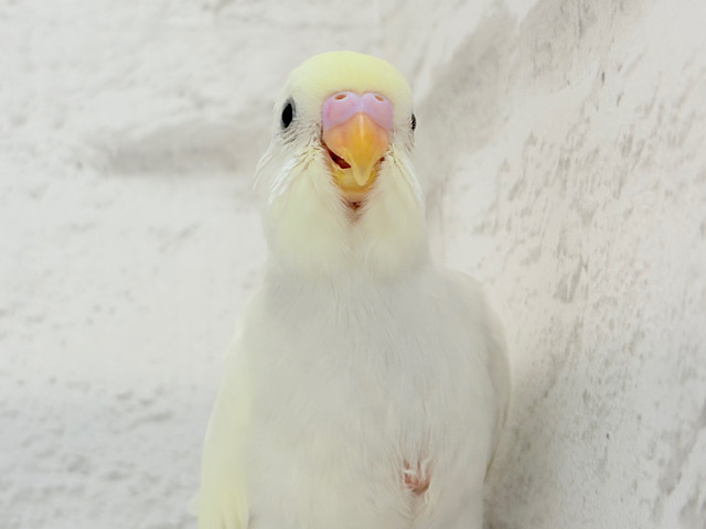 【最新画像更新🪄】ふわふわのひよこちゃんみたい🐥🍬セキセイインコ(クリーム) ヒナ