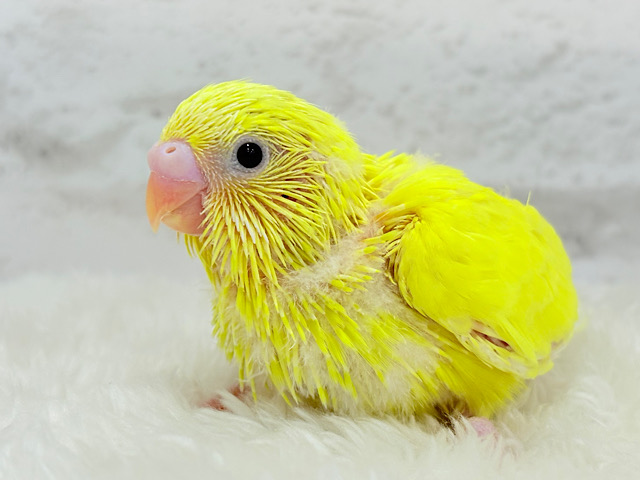 ピカピカたまごの妖精さん🧚セキセイインコ(ダブルファクター) ヒナ
