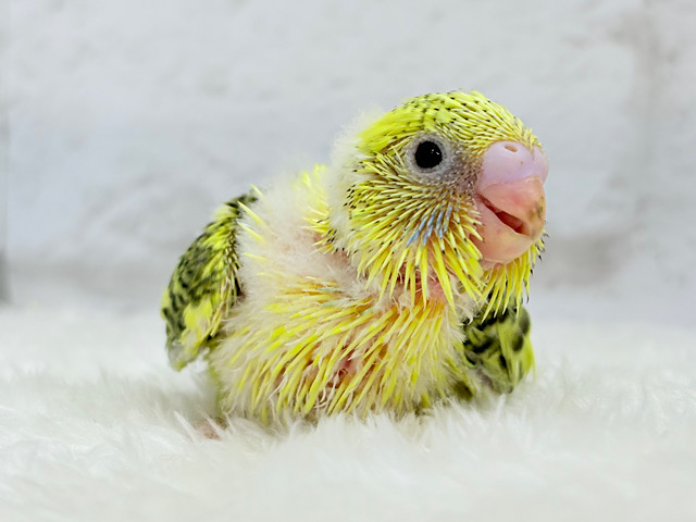 個性的‪☆上目遣いマスター.*･ﾟセキセイインコ(ハルクイン) ヒナ