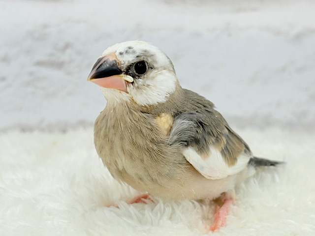 インパクト強め‪☆桜文鳥(パイド) ヒナ