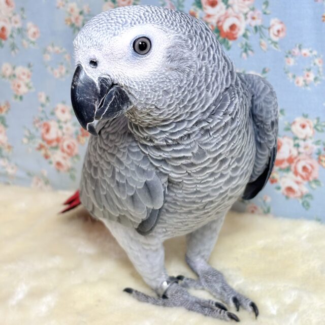 ヨウム  女の子🎀🩶🩶‪( •̀θ•́ )✧