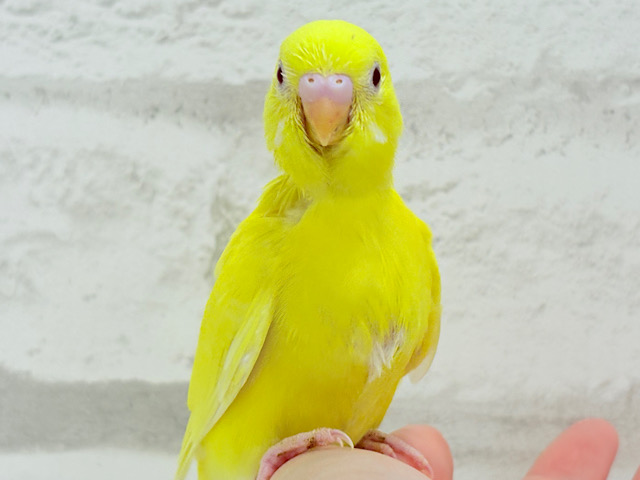 【最新画像更新🪄】きいろのｶﾀﾏﾘさんは、とっても楽し気っ♬　いいねっ☆　セキセイインコ　ルチノー～～