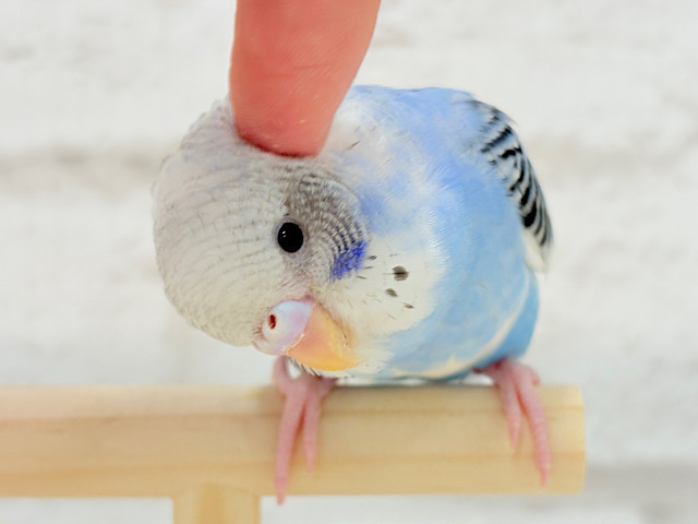 【最新画像更新🪄】最新画像になります☆元気いっぱい‪☆好奇心旺盛さん~♩♩セキセイインコ(パイド) ヒナ