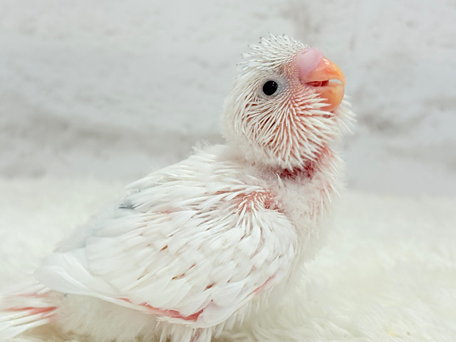 どんなカラーになるのかな？♬*°セキセイインコ ヒナ