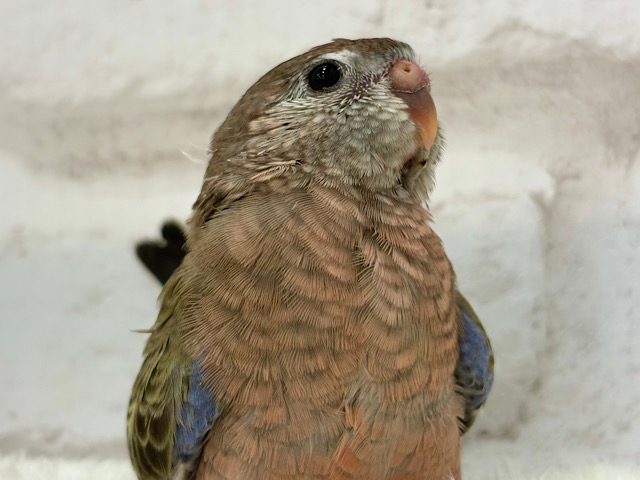 羽模様の美しさはピカイチ🪶✨アキクサインコ(ノーマル) ヒナ 羽模様の美しさはピカイチ🪶✨アキクサインコ(ノーマル) ヒナ