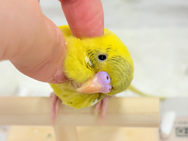 【最新画像更新🪄ひとり餌になりました！】ミツバチカラーの妖精さん🧚‍♀️💫セキセイインコ(ハルクイン) ヒナ