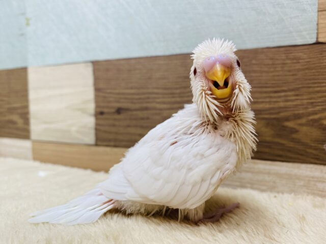 この白さは誰にも負けない‼️セキセイインコのアルビノカラー🌟