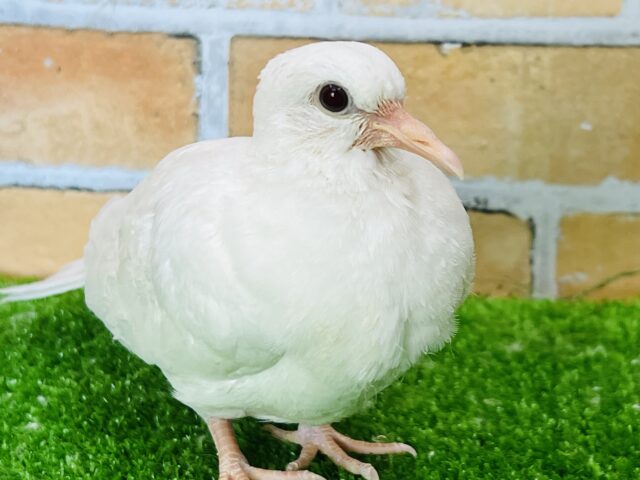 おっとりポッポー♡ギンバトの雛入舎しました！