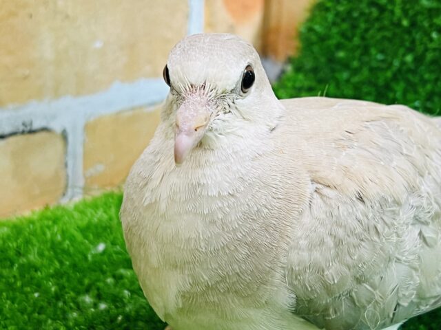 輪っかがチラリ✨ジュズカケ鳩の若入舎です！