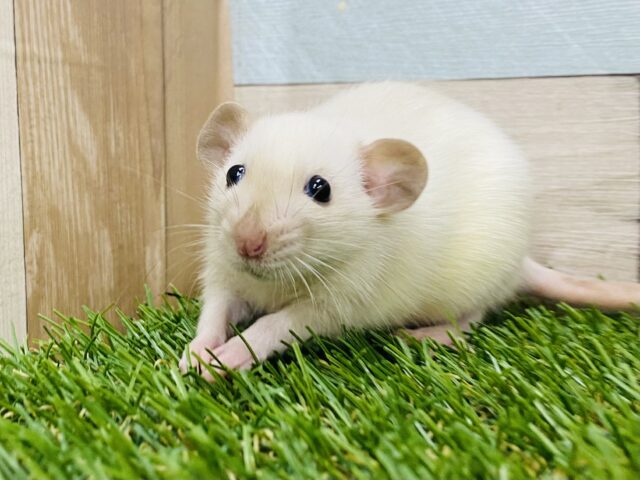 ムチムチっとした体に夢と希望が詰まってる💕優しいお顔のファンシーラット🐁✨