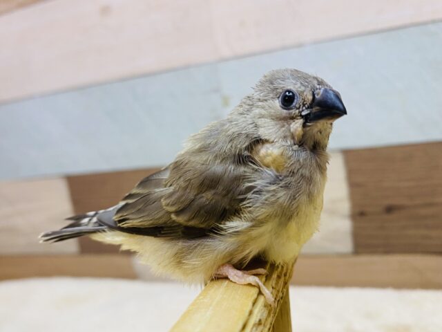 最新画像有ります🌟鳴き声はニーニー🎵今限定！フワフワ毛なキンカ鳥さんノーマル