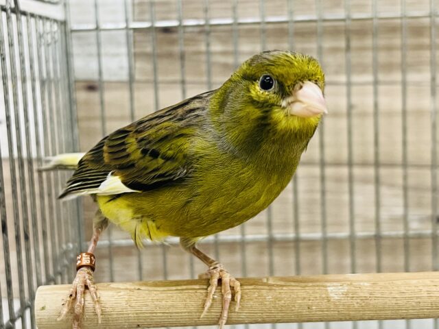 トュルトュル〜🎶ローラカナリア入舎しました！