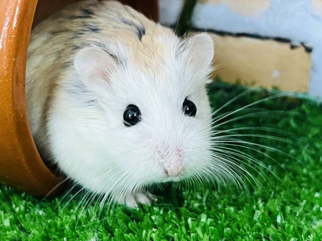 白いお顔のタレ目くん？ロボロフスキーハムスターのホワイトフェイス♡