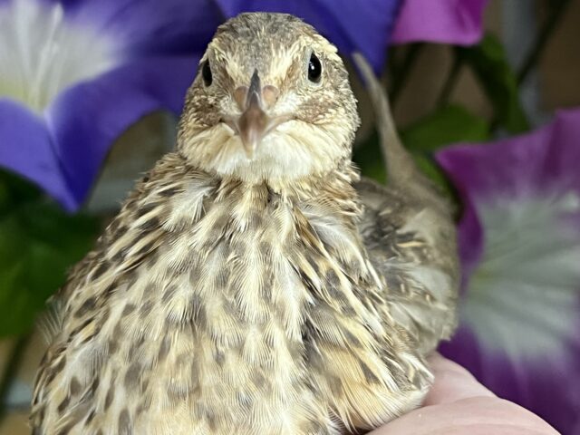 リーダー的存在♡並ウズラ居ますよ〜☆