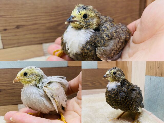 最新画像有ります✌️✨チビチビヒヨコちゃん🐤ヒメウズラさんがやってきました〜