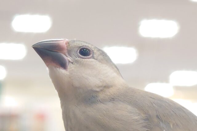 最新画像になります☆　そろそろ飛ぶぞっ♬☆彡　文鳥みさいるが育つ日々～を　桜文鳥～～