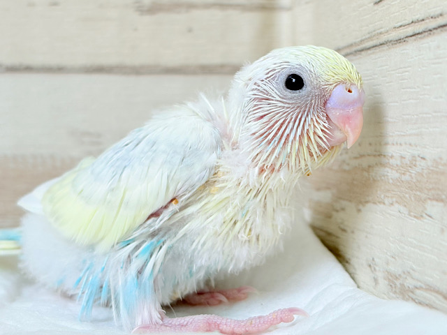甘々コットンキャンディ🐣🍬セキセイインコ(パステルカラーレインボースパングル) ヒナ