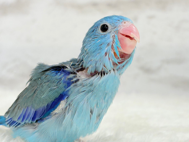 【最新画像更新🪄】ミニミニっ子怪獣🦕.*･ﾟマメルリハ(ブルー)男の子 ヒナ