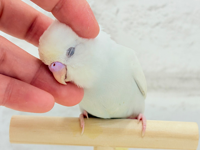 【最新画像更新🪄もうすぐひとり餌‪☆】可愛いお顔で待ち伏せです♥セキセイインコ(クリーム) ヒナ