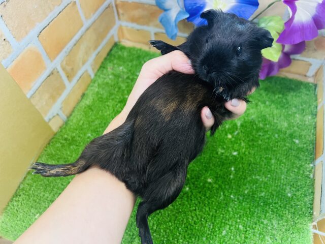 9/2更新☆仰向けが落ち着きます♡艶々ブラックのロシアンモルモットの女の子♡