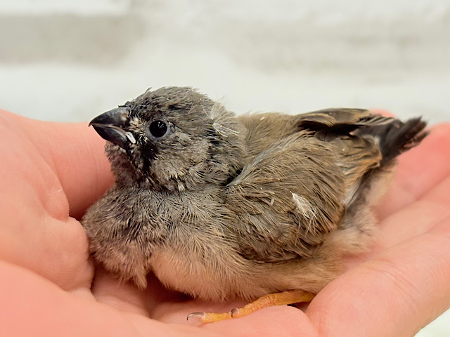 【動画更新🪄】夏ですね〜🎐𓂃𓈒𓂂線香花火のような…🎇千葉店初入舎♥ジャンボキンカチョウ ヒナ