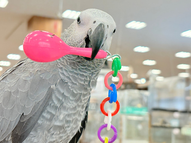 【動画更新🪄】おしゃべり練習中~♩♩ヨウム(女の子)