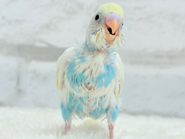 【最新画像更新🪄】どうなる？どうなる？？　セキセイインコ　パステルレインボーパイド