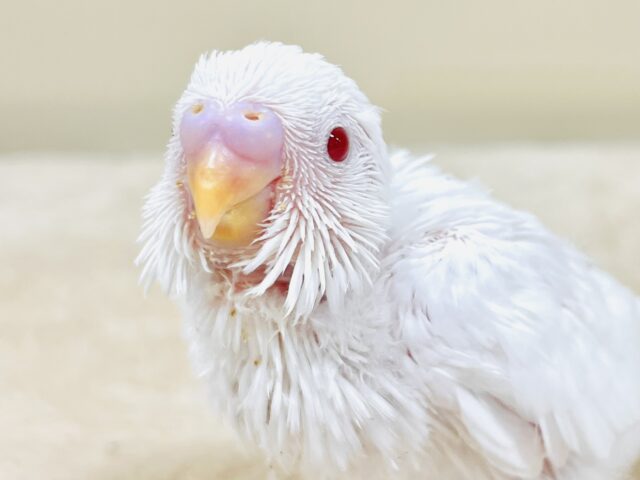 天使ちゃんは今日もニコニコ🤍🕊 𓈒𓂂𓏸セキセイインコ（アルビノ）ヒナ