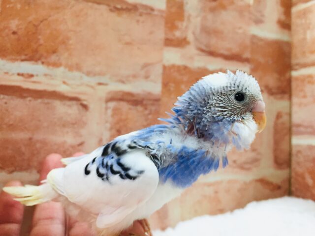 澄み渡る青空カラー💙💙💙　セキセイインコ（パイド）