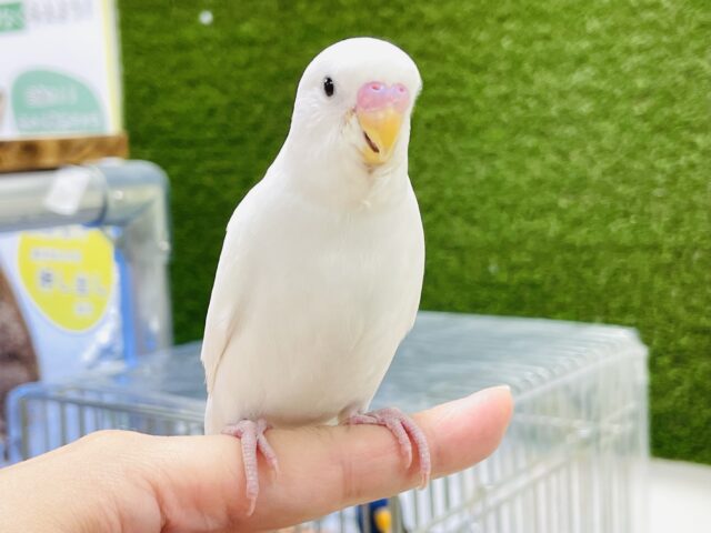 【最新画像】キリッと可愛い💕セキセイインコちゃん（ダブルファクター）ヒナ