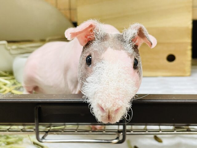 【最新画像】やって来ました‼️スキニーギニアピッグちゃん❣️