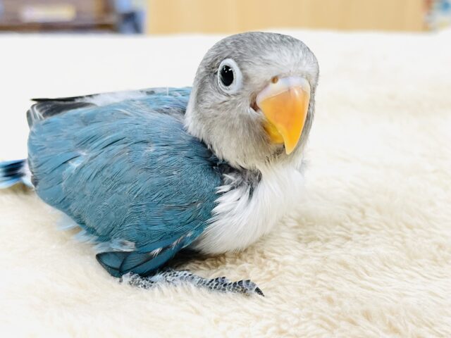 【最新画像】綿毛たっぷりでふわふわ✨ブルーボタンインコ（ヒナ）