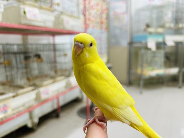 【☆最新画像更新☆】ルチノーカラーのセキセイちゃんがやって来ましたよ～🐤🐤　セキセイインコ