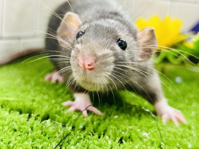 ツヤツヤの健康ボデイ☆モチモチです( *´艸｀)　ファンシーラット