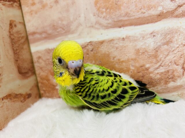 オパーリンカラーのセキセイちゃん💚💚💚　セキセイインコ