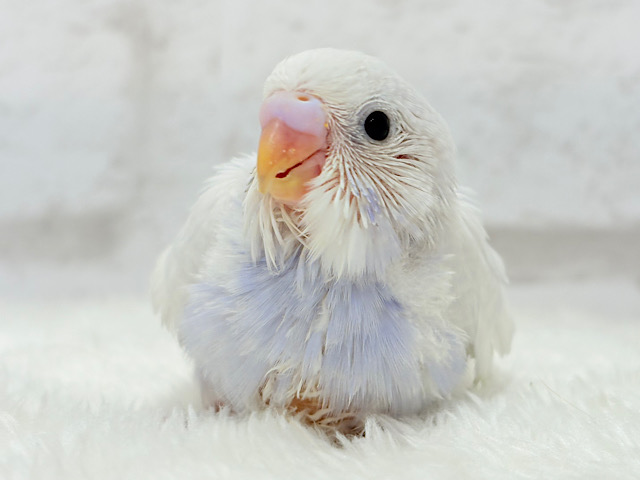溢れ出る可愛さと上品さ🐣🫧セキセイインコ(ライラック) ヒナ