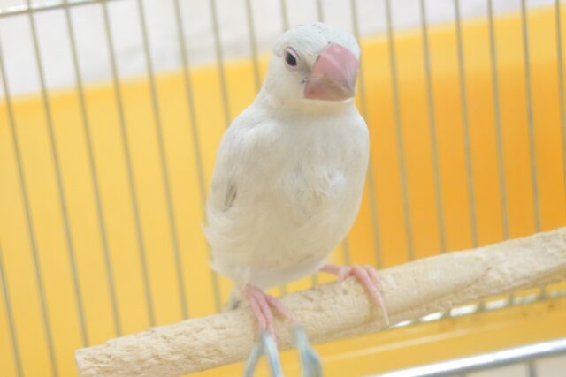 最新画像になります☆　ヒナの食事はもう卒業っ☆甘えられたら要ちゅうい～　シルバー文鳥～～