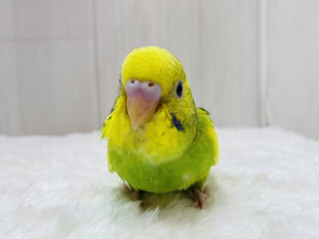 最新画像有ります❗️みんなでわちゃわちゃしちゃうよ〜🔆セキセイインコのパイド🌟
