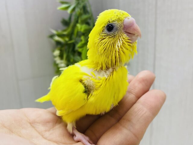 模様は控えめﾀﾞｹﾄﾞ…心はグイグイ系なんﾃﾞｽ‼️セキセイインコのハルクイン🌼