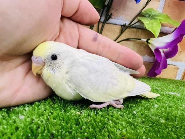 ｿｰﾀﾞﾌﾛｰﾄ♡バニラアイスがとろける〜セキセイインコ（パステルレインボーパイド）